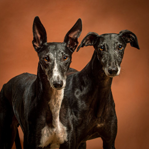 Elon & Jomo - Ab unter die Erde - Bestattungen Berlin